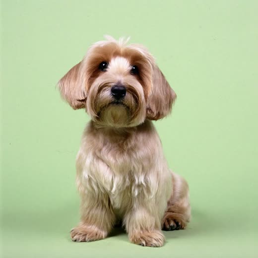 A small freshly washed dog sitting against a plain pale backdrop