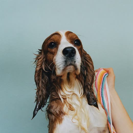 Grooming scissors and a steel comb on a plain pale backdrop