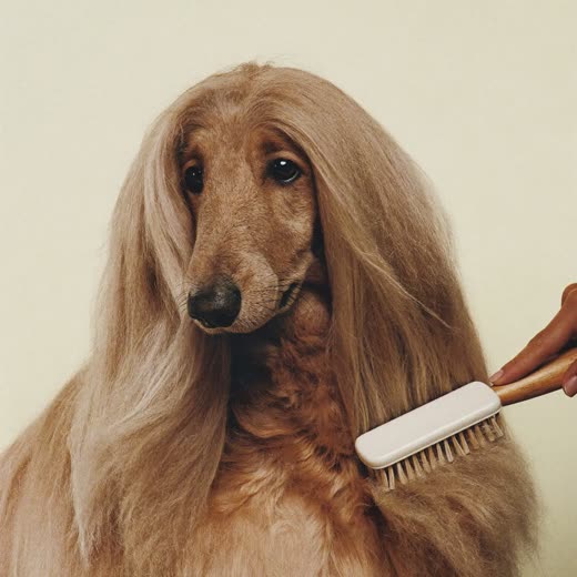 A dog's paw held in a hand beside nail clippers